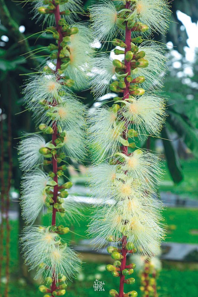 ไม้ดอกหอมสีขาวสวย