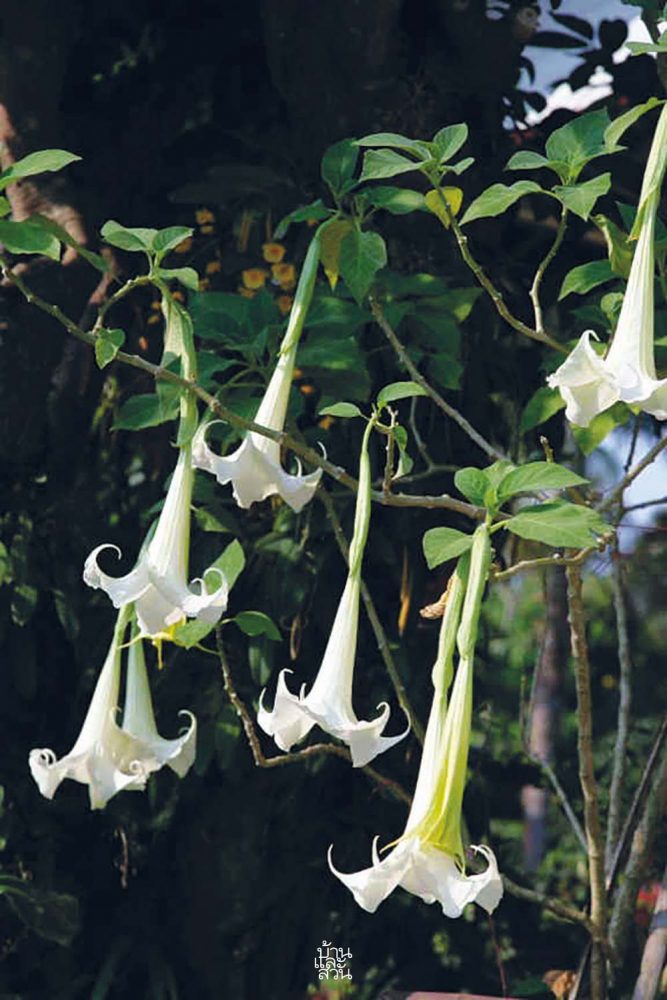 ไม้ดอกหอมสีขาวสวย