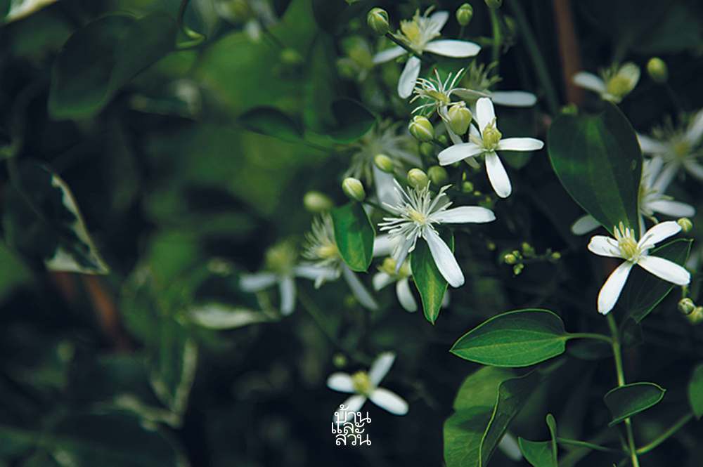 ไม้ดอกหอมสีขาวสวย