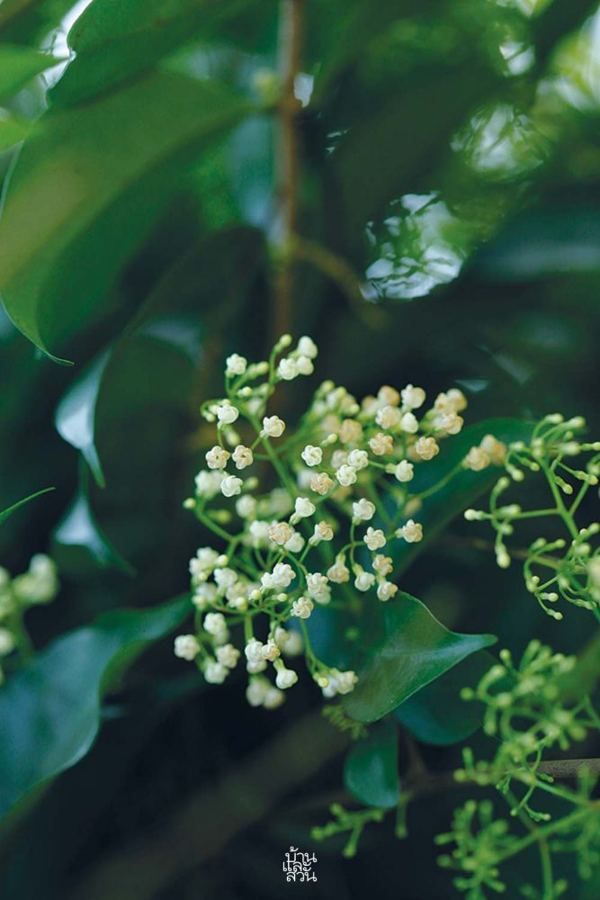 ไม้ดอกหอมสีขาวสวย