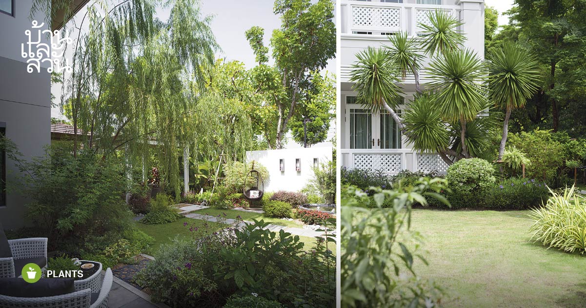 ไอเดียปลูกต้นไม้แบบจัดกลุ่ม