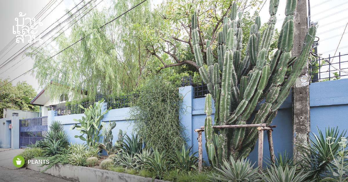 ปลูกต้นไม้หน้าบ้าน