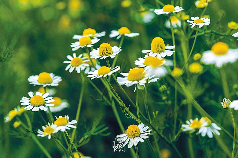 พืชสมุนไพรสำหรับคนนอนไม่หลับ