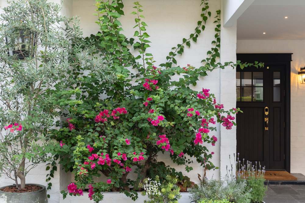 สวนสไตล์เมดิเตอร์เรเนียน