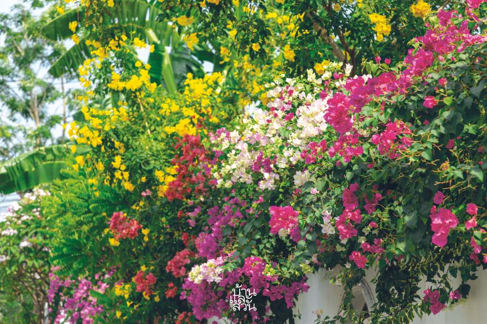 ไม้ดอกทนร้อน